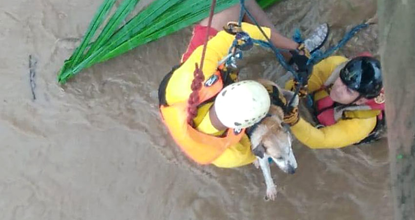 Imagen cortesía Imagen cortesía