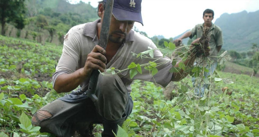 Los cultivos han empezado a presentar enfermedades. Foto de referencia.