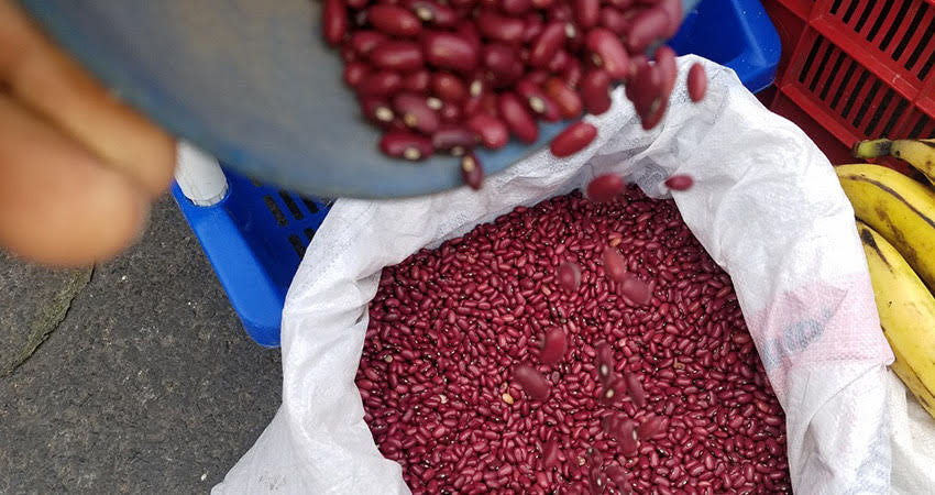 Según el presidente de UNAG Nueva Segovia, no habrá escasez de frijoles. Foto: Archivo/Radio ABC Stereo