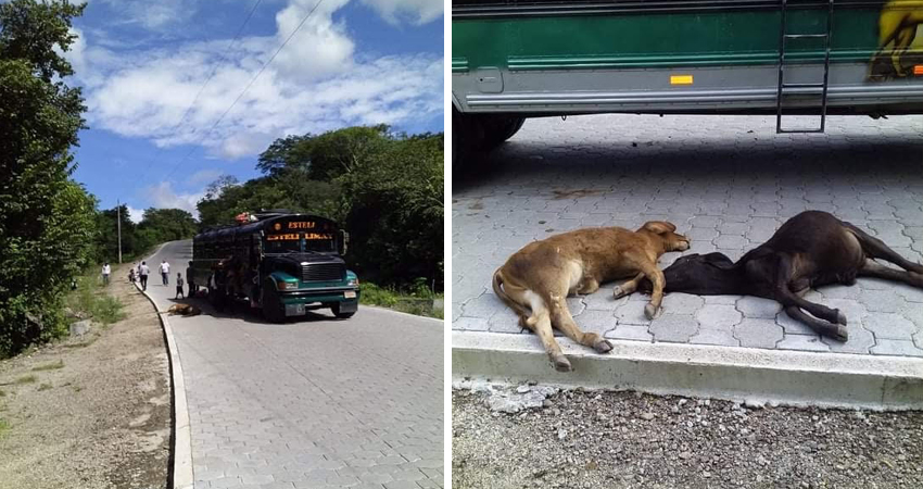 La resolución policial se emitió a favor del conductor. Foto: Cortesía La resolución policial se emitió a favor del conductor. Foto: Cortesía