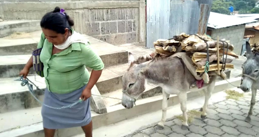 Doña Noelia Díaz ahora solo viaja una vez por semana a Ocotal por la dificultad de conseguir leña. Foto: José Enrique Ortega/Radio ABC Stereo Doña Noelia Díaz ahora solo viaja una vez por semana a Ocotal por la dificultad de conseguir leña. Foto: José Enrique Ortega/Radio ABC Stereo