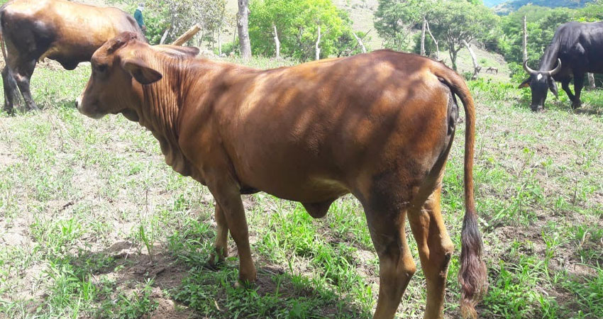 Vaquilla robada en Matapalo, Pueblo Nuevo. Foto: Cortesía/Radio ABC Stereo
