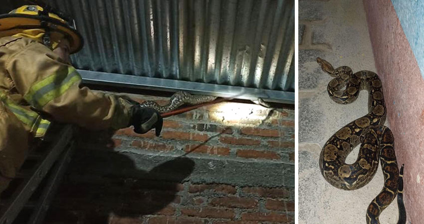 El reptil fue capturado, examinado y liberado en un lugar seguro. Foto: Cortesía/Radio ABC Stereo