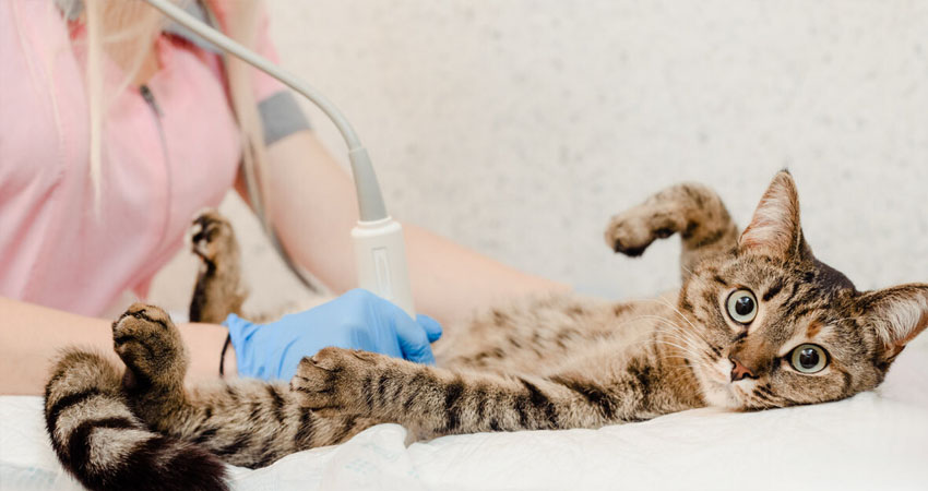 Los fondos permitirán seguir realizando rescates y atención de emergencias de animales abandonados. Imagen de referencia Los fondos permitirán seguir realizando rescates y atención de emergencias de animales abandonados. Imagen de referencia