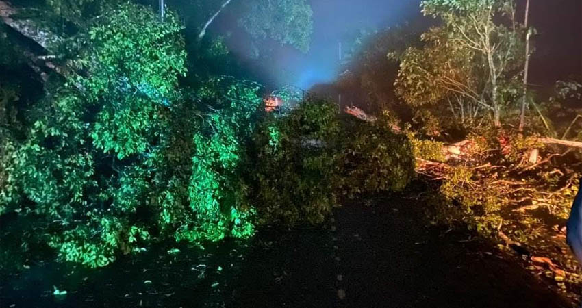 Árbol no soportó los vientos y cayó en medio de la vía. Foto: Cortesía / Radio ABC Stereo Árbol no soportó los vientos y cayó en medio de la vía. Foto: Cortesía / Radio ABC Stereo
