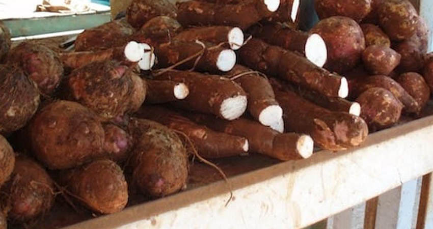 Yuca y Malanga en mercados jinoteganos. Foto: Cortesía/Radio ABC Stereo Yuca y Malanga en mercados jinoteganos. Foto: Cortesía/Radio ABC Stereo