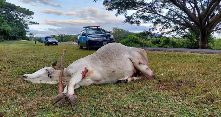 El motociclista impactó contra el animal, que también quedó tendido en el suelo. Foto: Cortesía/Redes Sociales El motociclista impactó contra el animal, que también quedó tendido en el suelo. Foto: Cortesía/Redes Sociales