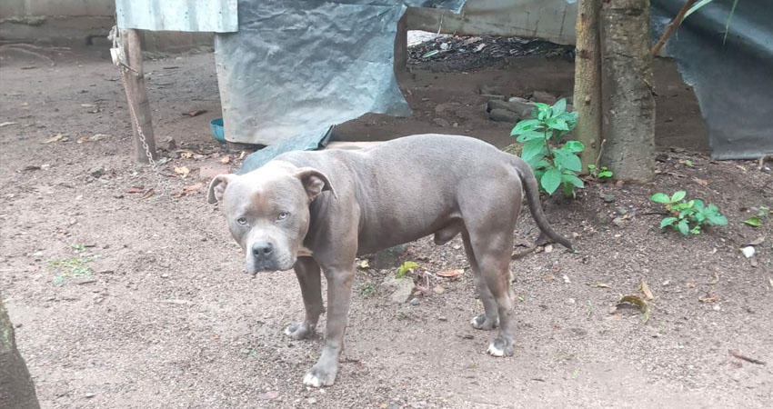 Denuncian abuso sexual contra mascota. Foto: Cortesía/Radio ABC Stereo