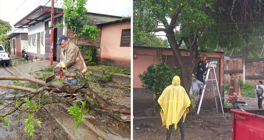 Árbol colapsa sobre vivienda en Villa Esperanza. Foto: Cortesía/Radio ABC Stereo