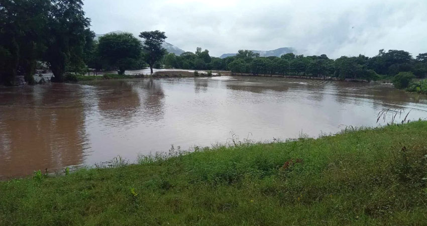 Productor perdió plantación de cebolla en Somoto. Foto: Cortesía/Radio ABC Stereo Productor perdió plantación de cebolla en Somoto. Foto: Cortesía/Radio ABC Stereo
