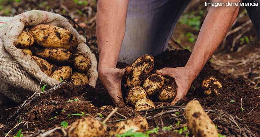 Productores celebran alza en el precio de la papa. Imagen de referencia/Radio ABC Stereo