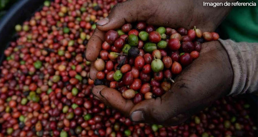 Productores de café esperan una buena cosecha. Imagen de refencia Productores de café esperan una buena cosecha. Imagen de refencia