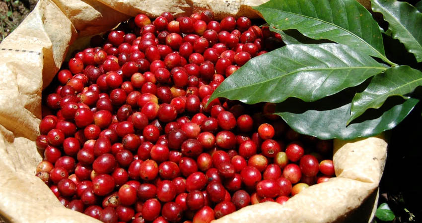 Productores tienen la esperanza de que los precios mejoren. Foto: Archivo/Radio ABC Stereo