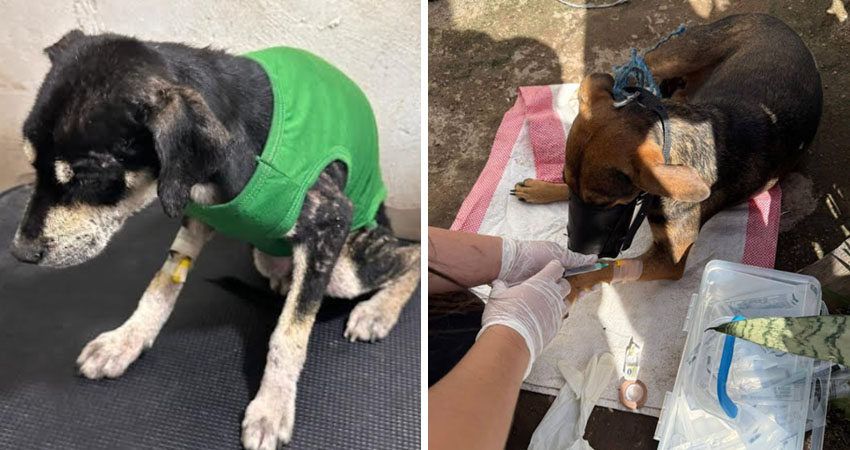 La organización debe más de 45 mil córdobas en tratamientos de perros rescatados de la calle, varios de ellos con diagnóstico de cáncer.