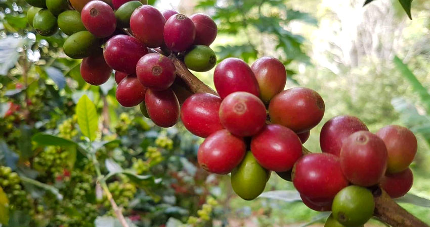 Las lluvias provocaron daños en los cultivos. Foto: Archivo/Radio ABC Stereo