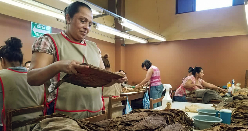 El sector tabacalero es el más importante de Estelí. Foto: Roberto Mora/Radio ABC Stereo El sector tabacalero es el más importante de Estelí. Foto: Roberto Mora/Radio ABC Stereo