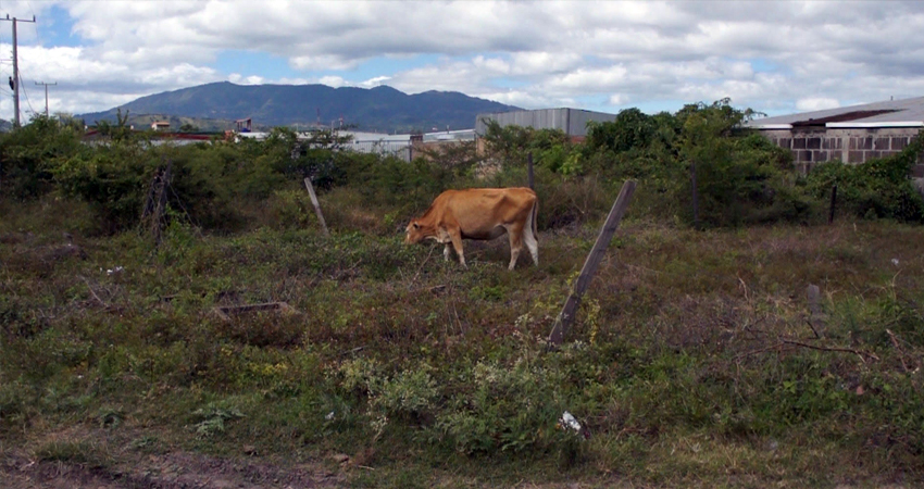 Paralelamente al delito de abigeato, también el sector ganadero está siendo perjudicado por la Reforma Tributaria y la pandemia del coronavirus. Foto: Juan Fco. Dávila/Radio ABC Stereo Paralelamente al delito de abigeato, también el sector ganadero está siendo perjudicado por la Reforma Tributaria y la pandemia del coronavirus. Foto: Juan Fco. Dávila/Radio ABC Stereo