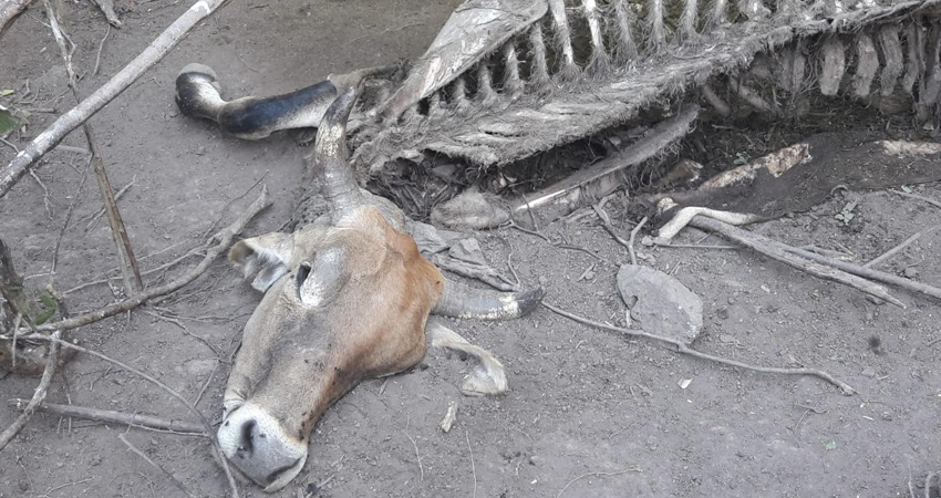 Solamente encontraron la osamenta y cabeza del animal. Foto: Cortesía/Radio ABC Stereo