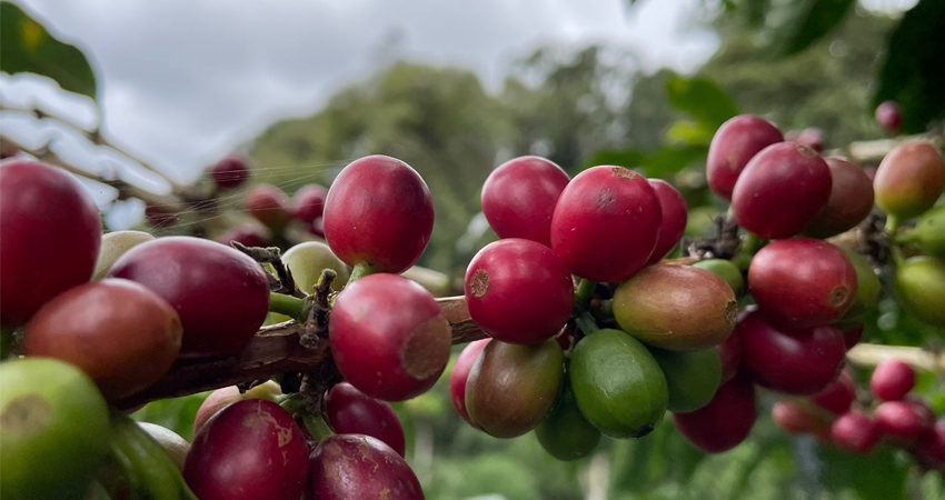 Esta es la primera edición del Festival Manos de Café que se hace en Estelí. Foto de referencia. Esta es la primera edición del Festival Manos de Café que se hace en Estelí. Foto de referencia.