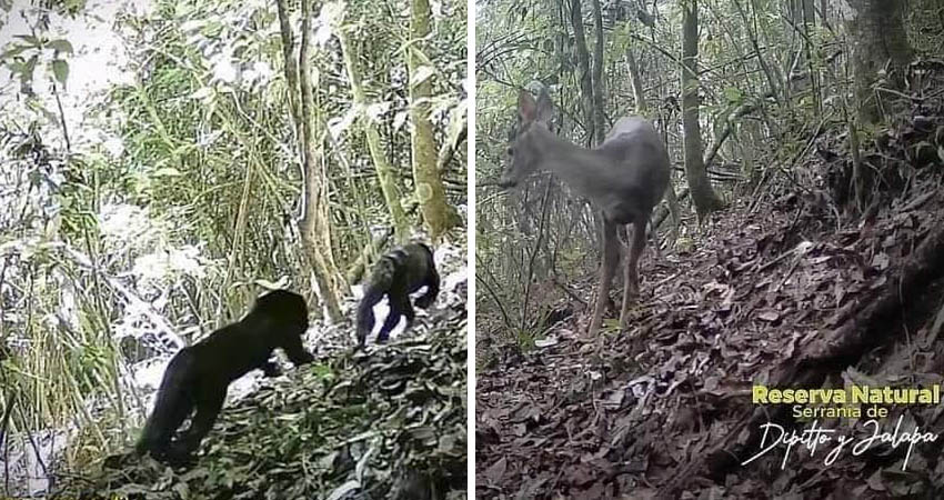 Imágenes captadas por cámaras del Ministerio del Ambiente y Recursos Naturales. Foto: Marena Imágenes captadas por cámaras del Ministerio del Ambiente y Recursos Naturales. Foto: Marena