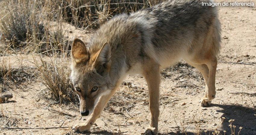 Coyotes atentan contra animales de patio en el municipio de San Lucas. Foto: Imagen de referencia Coyotes atentan contra animales de patio en el municipio de San Lucas. Foto: Imagen de referencia