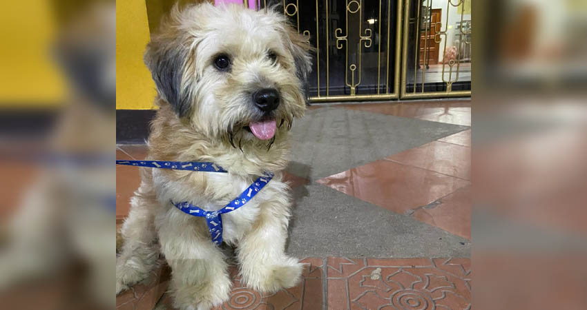 Daiky necesita una cirugía que cuesta $500 dólares. Foto: Cortesía / Radio ABC Stereo Daiky necesita una cirugía que cuesta $500 dólares. Foto: Cortesía / Radio ABC Stereo