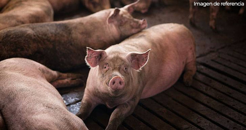 Diciembre es la mejor temporada para los porcicultores de Nicaragua. Foto: Imagen de referencia/Radio ABC Stereo
