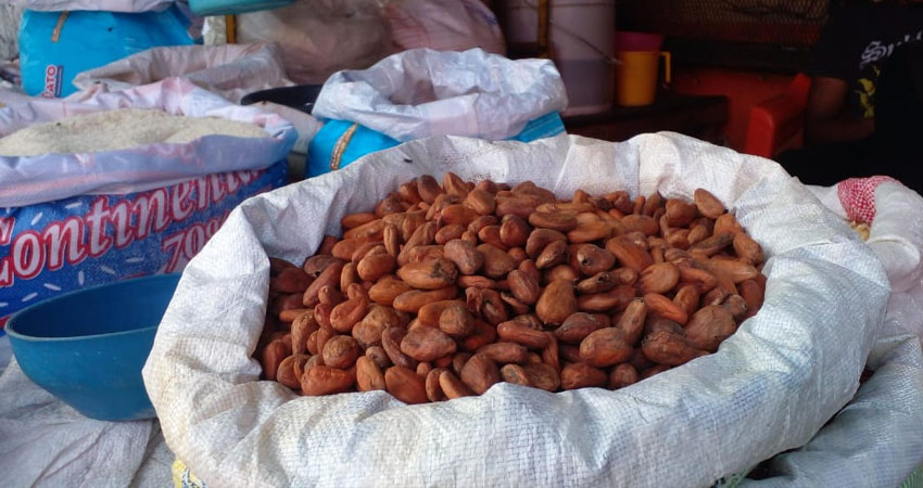 El cacao, indispensable en las bebidas tradicionales, ahora cuesta 200 córdobas por libra en Ocotal. Foto: Marvin Gadea/Radio ABC Stereo El cacao, indispensable en las bebidas tradicionales, ahora cuesta 200 córdobas por libra en Ocotal. Foto: Marvin Gadea/Radio ABC Stereo