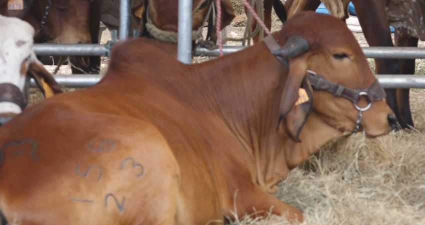 Ganado de alta calidad. Foto: Cortesía/Radio ABC Stereo