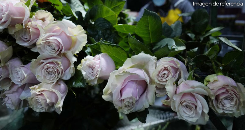 Flores ecuatorianas. Imagen de referencia Flores ecuatorianas. Imagen de referencia