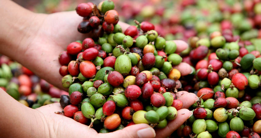 El precio local del café preocupa a productores. Foto: Archivo/Radio ABC Stereo