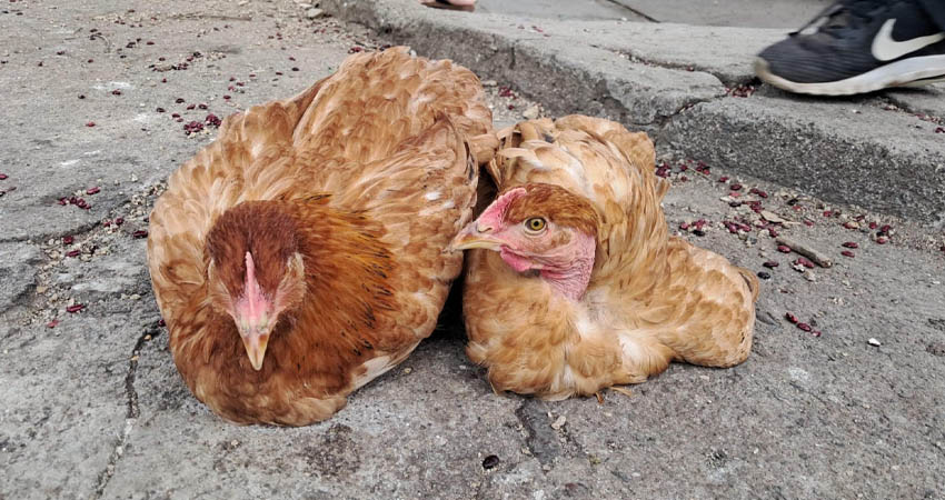 La pareja de gallinas puede llegar a costar hasta 800 córdobas. Foto: Famnuel Úbeda/Radio ABC Stereo