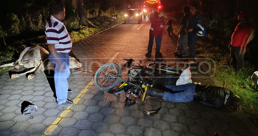 Presuntamente, por exceso de velocidad y estado de ebriedad, el motociclista no logró ver a tiempo al animal sobre la carretera. En los últimos días han ocurrido tres sucesos similares en el mismo municipio.